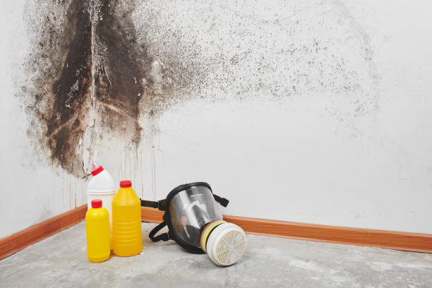 Best Post-Flood Mold Remediation in Wilkinson Heights, SC